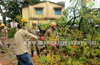 Heavy rains uproot huge Mayflower Tree at Mallikatta